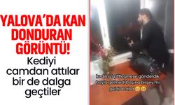 Yalova’da kan donduran görüntü: Kediyi camdan attılar, bir de dalga geçtiler!