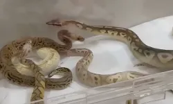İstanbul'da şoke eden sayıda yılan beslenen eve baskın