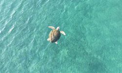 İztuzu'nda Caretta Caretta mesaisi: 100 yuvaya ulaşıldı