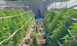 Hatay'daki uyuşturucu yuvasına dönen seralarda operasyon