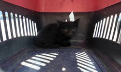 Isparta'da araç motorundaki kedi için seferberlik