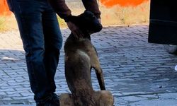 Sahipli köpeğin saldırdığı kadın taburcu edildi