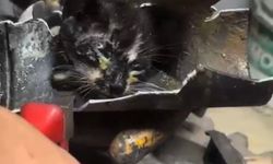 Yağmur suyu borusundaki yavru kedi için kollar sıvandı