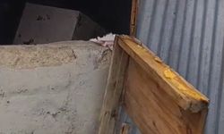 20 evi darmadağın etti! O ayı buraya gelecek
