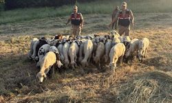 Dronlar bu işe de yaradı!