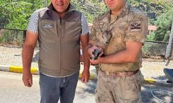 Erzincan'da bitkin dağ keçisi için seferberlik