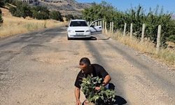 Protestonun böylesi: Yolda kapatılmayan çukurlara ağaç diktiler