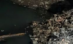 İstanbul’da endişelendiren toplu balık ölümleri herkesi şoke etti!