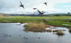 Bitlis'te kuşların gün batımı panoraması