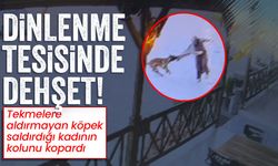 Tekmelere aldırmayan başıboş köpek kadının kolunu kopardı