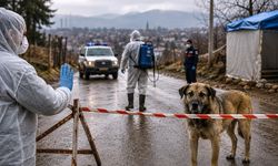 Van'da kuduz köpek krizi