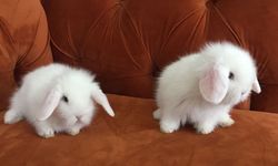 Evde tavşan beslemenin püf noktaları