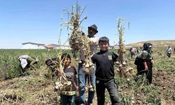 Haymana'da sarımsak hasadı