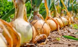 Kuru soğanda gümrük vergisi düzenlemesi! Ticaret Bakanlığı kararı duyurdu