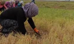 Siirt'te başlayan mercimek hasadı üreticiyi sevindirdi