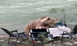 Munzur Vadisinde ayılar pikniğe gölge düşürdü