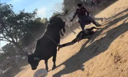 Rodeoda korku dolu anlar! Boğa 25 yaşındaki biniciyi defalarca ezdi