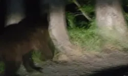 Soğuksu Milli Parkı'nda yaban hayatına başıboş köpek tehdidi!