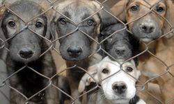 Sokak köpekleri sorunu nasıl çözülebilir?