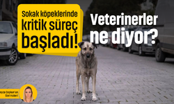 Sokak köpeklerinde kritik süreç başladı! Veterinerler ne diyor?