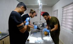 Balıkesir'de sahipsiz hayvanlar emniyette