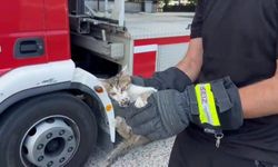 Düzce'de ağaçtaki yavru kedi için seferberlik