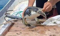 Hatay'da çuvala dolanan caretta carettalar için seferberlik