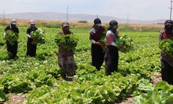 Tarlada 5, markette 50 lira: Konya'da marul üreticisi zararda