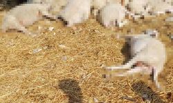 Edirne'de ceviz büyüklüğünde dolu çatılara ve tarlalara zarar verdi