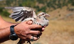 Kene avcıları doğaya salındı