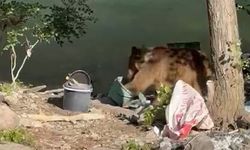 Pikniğe gelen davetsiz misafir