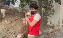 Yangın bölgesinde hayvanların tahliyesini unutmadılar