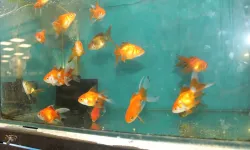 Akvaryumun bireylere psikolojik faydaları