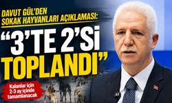 Davut Gül'den sokak hayvanları açıklaması: "3'te 2'si toplandı"