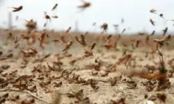 Tarım ve Orman Bakanlığı'ndan 'çekirge istilası' açıklaması