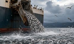 4 bin 700 ton çürümüş somon denize döküldü!