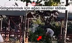 İstanbul'da pes dedirten görüntü! Gölgelenmek için ağacı kesip sahile taşıdılar