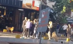 İzmir'de "obez köpeğe börek verme" tartışması kavgaya dönüştü