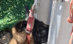 Hatay’da vicdanları sızlatan olay! Elektrik direğine bağlı köpek ölü bulundu