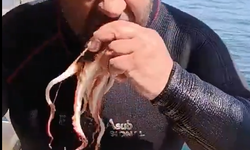 Ordulu dalgıçtan tepki çeken görüntü! Yakaladığı ahtapotu canlı canlı yedi