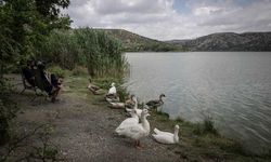 Denizi yok ama sahili var! Ormanın içindeki bu göl görenleri büyülüyor