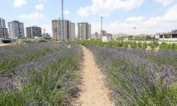 Lavanta bahçesine gezginlerin yoğun ilgisi