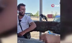 Kapkaççı karga kameralara yakalandı