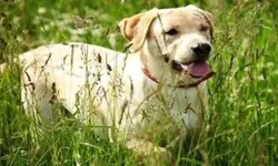 Yazın parkta gezen köpekler risk altında! Veterinerden pisi pisi otu uyarısı