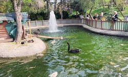 Kuğulu Park'tan sevindiren haber! 5 yavru kuğu bekleniyor