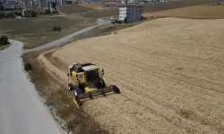 Pursaklar'da hasat başladı! Atıl araziler üretime kazandırıldı