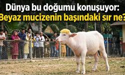Ziyaretçi rekorları kırıldı, fotoğrafları viral oldu!