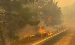Gömeç'teki orman yangının çıkış sebebi belli oldu! 2 kişi tutuklandı