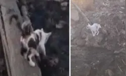 Yürek burkan manzara... Anne kedi yangında telef olan yavrularını aradı