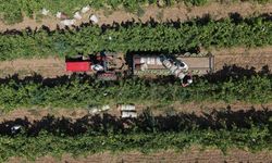 Manisa'nın sultani üzümünde hasat gecikmeli başladı